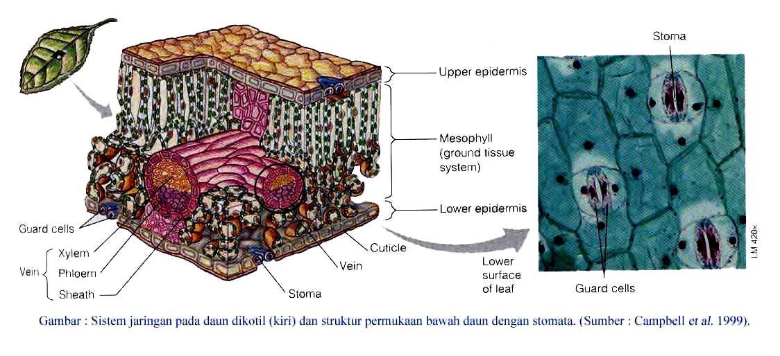My Data Farmasi Epidermis Dan Derivatnya