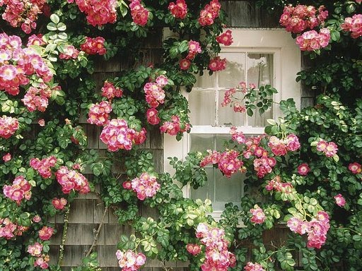 [janela+floridona.jpg]