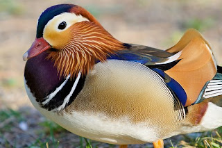 hanuman: Japanese Animals