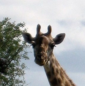 Giraffe Kruger National Park South Africa