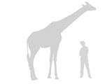 Giraffe and man comparison