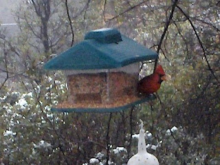 Cardinals on feeder Yarnell Arizona