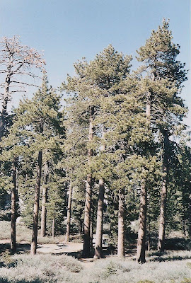 San Barnardino National Forest California