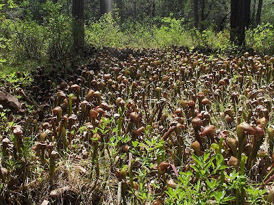 Darlingtonia Oregon