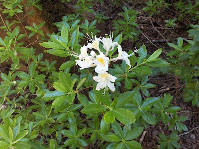 Wild Rhododendron along Myrtle Creek Trail Oregon