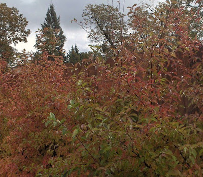 Fall colors Oregon