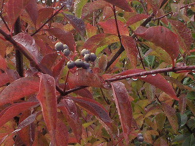 Elderberry in fall color Oregon