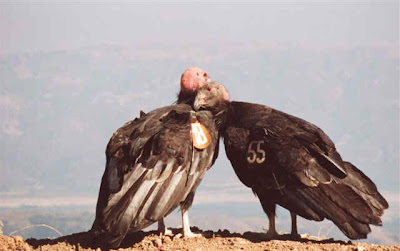 California Condors snuggling National Park Service archive