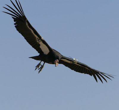 California Condor National Park Service archive