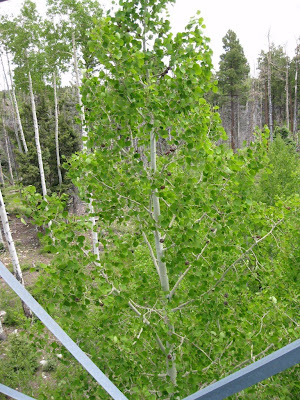 Aspen tree from North Rim lookout tower North Rim Grand Canyon National Park Arizona