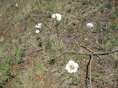 Sego lilies Cape Final trail North Rim Grand Canyon National Park Arizona