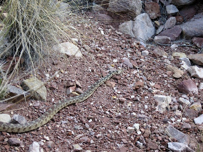 Gopher snake North Kaibab trail Grand Canyon National Park Arizona