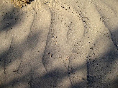 Animal tracks Mesquite Sand Dunes Death Valley National Park California