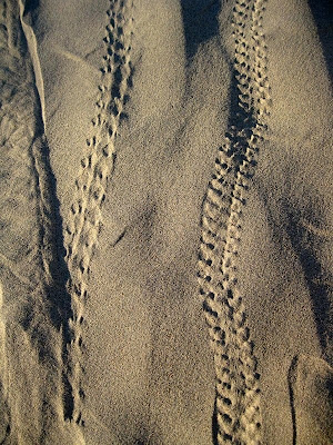 Animal tracks Mesquite Sand Dunes Death Valley National Park California
