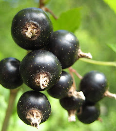 Black Currants