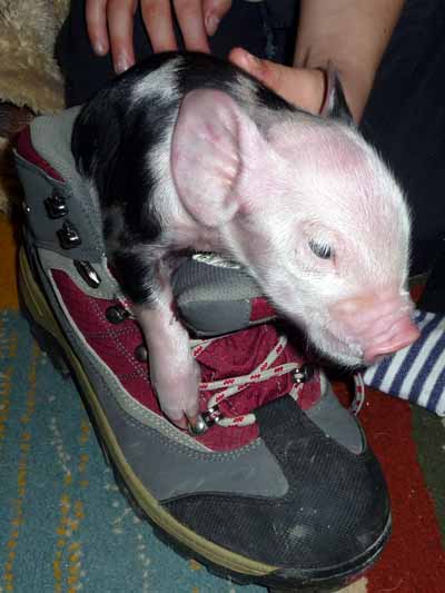 [pig+in+boots+30.jpg]