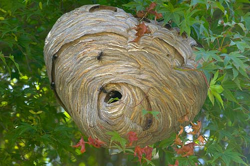The HornetS Nest The HornetS Nest