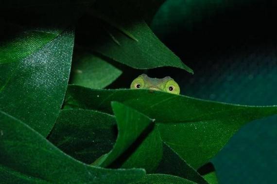 [animals-caught-in-right-moment07.jpg]