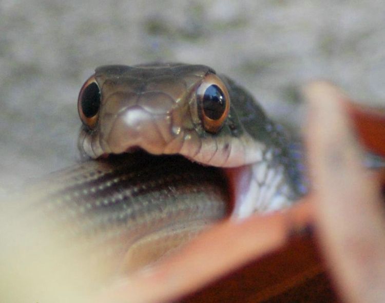 [snake_07.jpg]