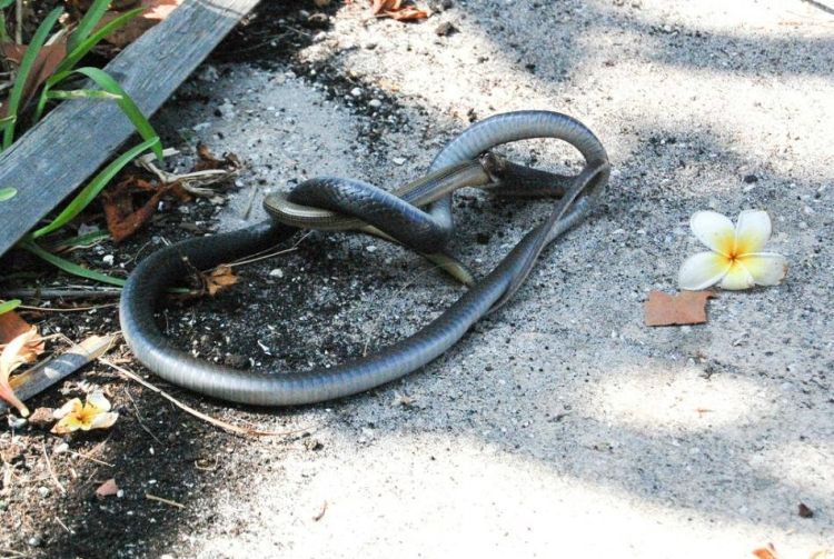 [snake_05.jpg]