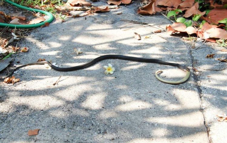 [snake_01.jpg]
