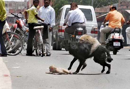 [hund-vs-affe-04.jpg]