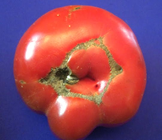 ALL MY EYES: Ugly Tomatoes
