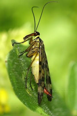 Mouche Scorpion femelle