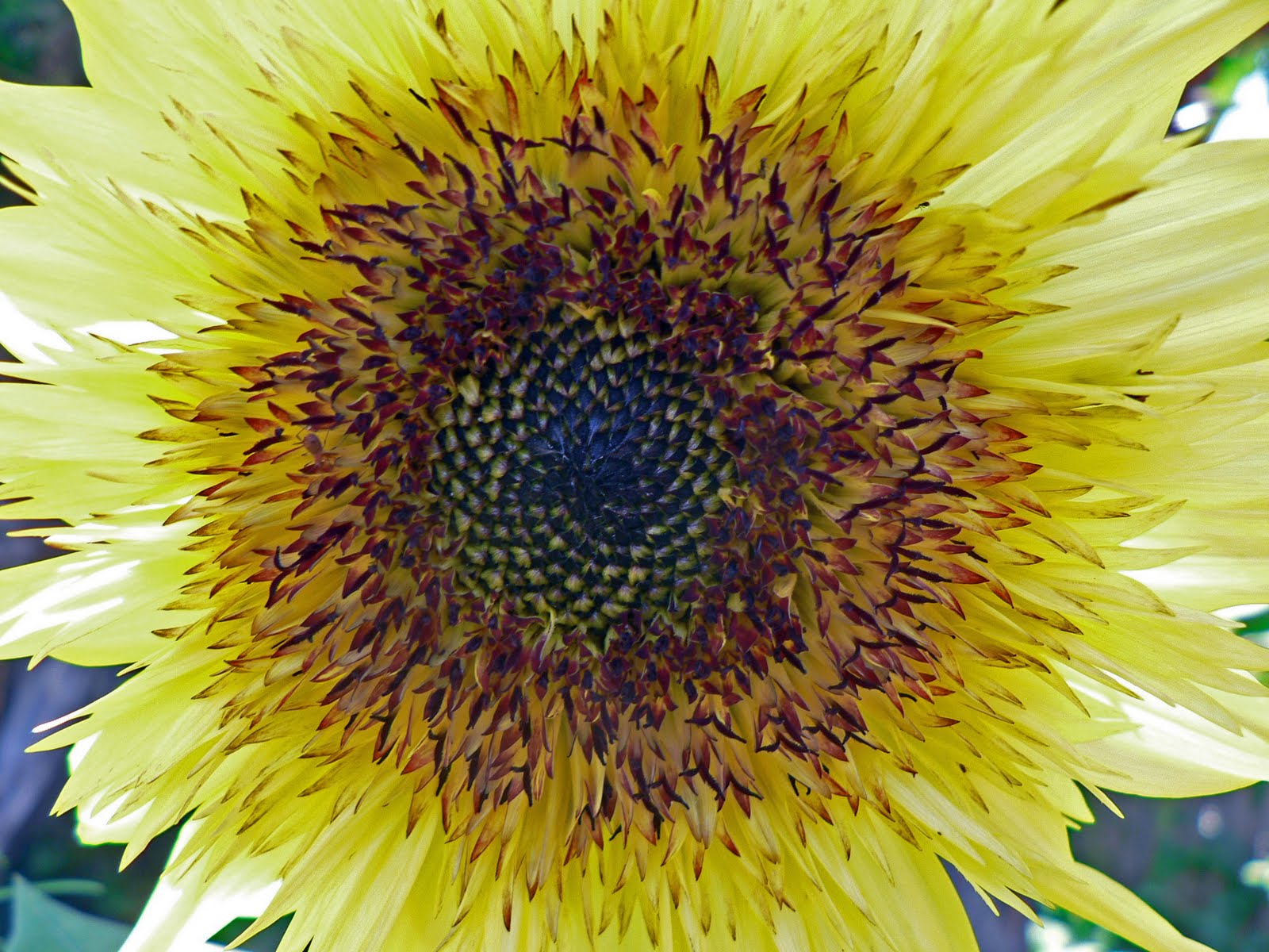 [mellow+yellow+monday+sunflower.jpg]