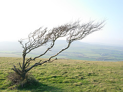 [tree.jpg]