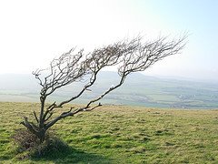 [tree.jpg]