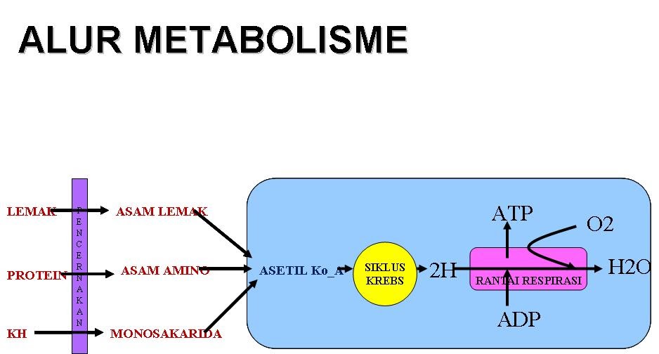 dr. Suparyanto, M.Kes PENGANTAR METABOLISME (Introduction