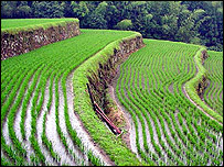 [20050810210333rice203.jpg]