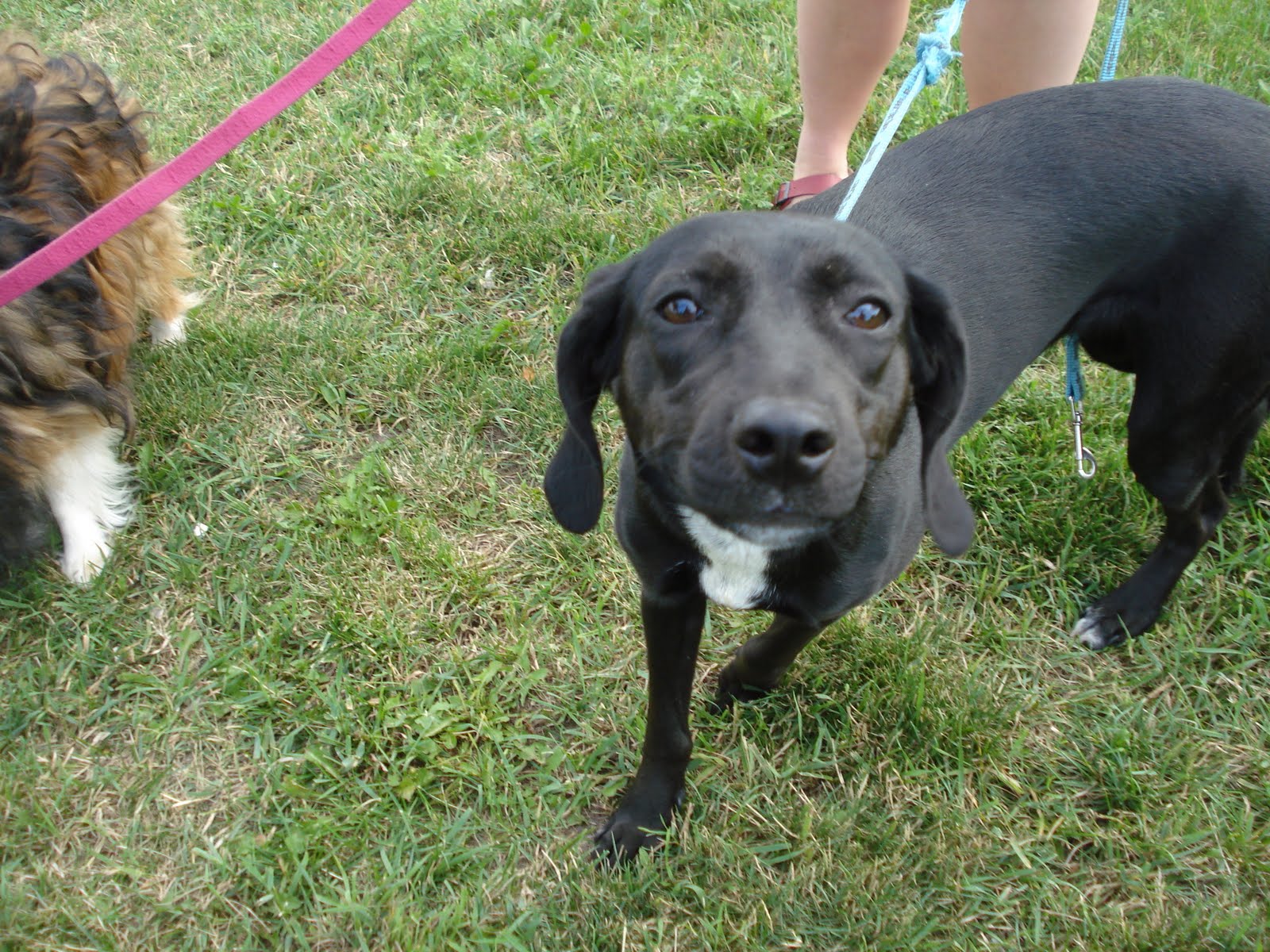 Red Lake Rosie's Rescue RLRR dogs at Pet Haven