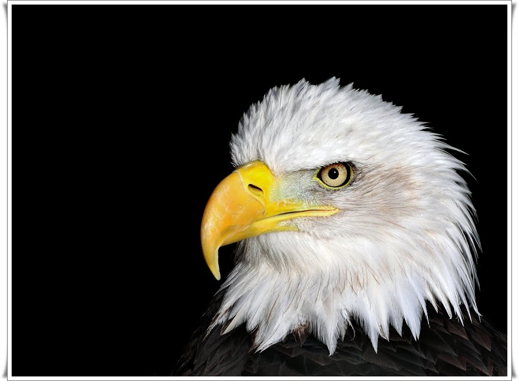 QQ Wallpapers: Eagle wallpaper