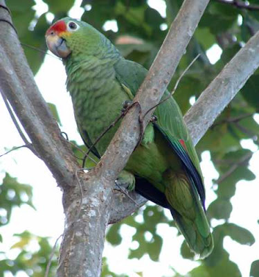 Green-Parrot-1.jpg