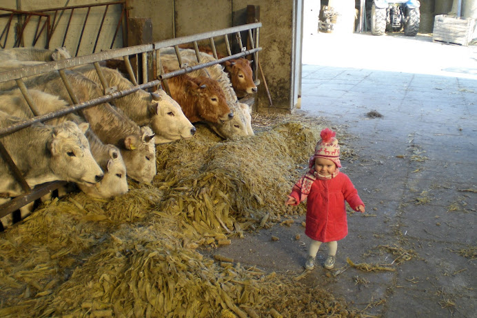 Roos op Stadsboerderij de Kemphaan