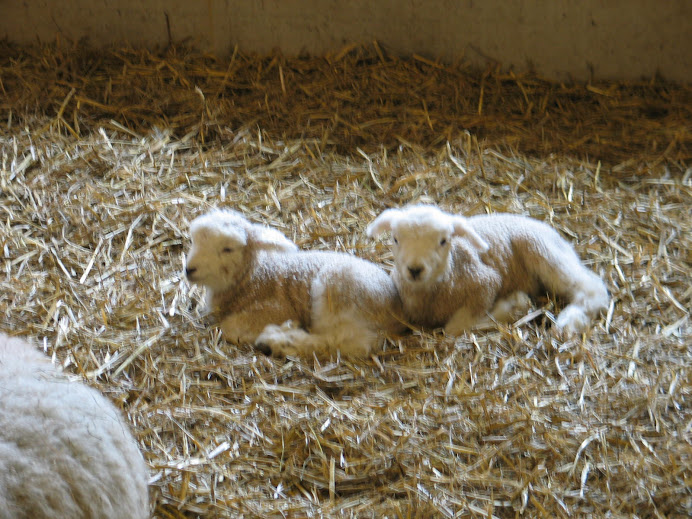 En ook kleine lammetjes!