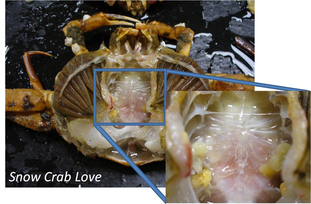 Snow Crab Love: (Exo)skeleton Costumes