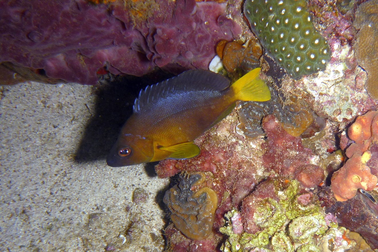 UNE PHOTO...CHAQUE JOUR !: Yellow Belly Hamlet