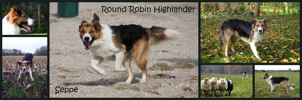 Round Robin Highlander