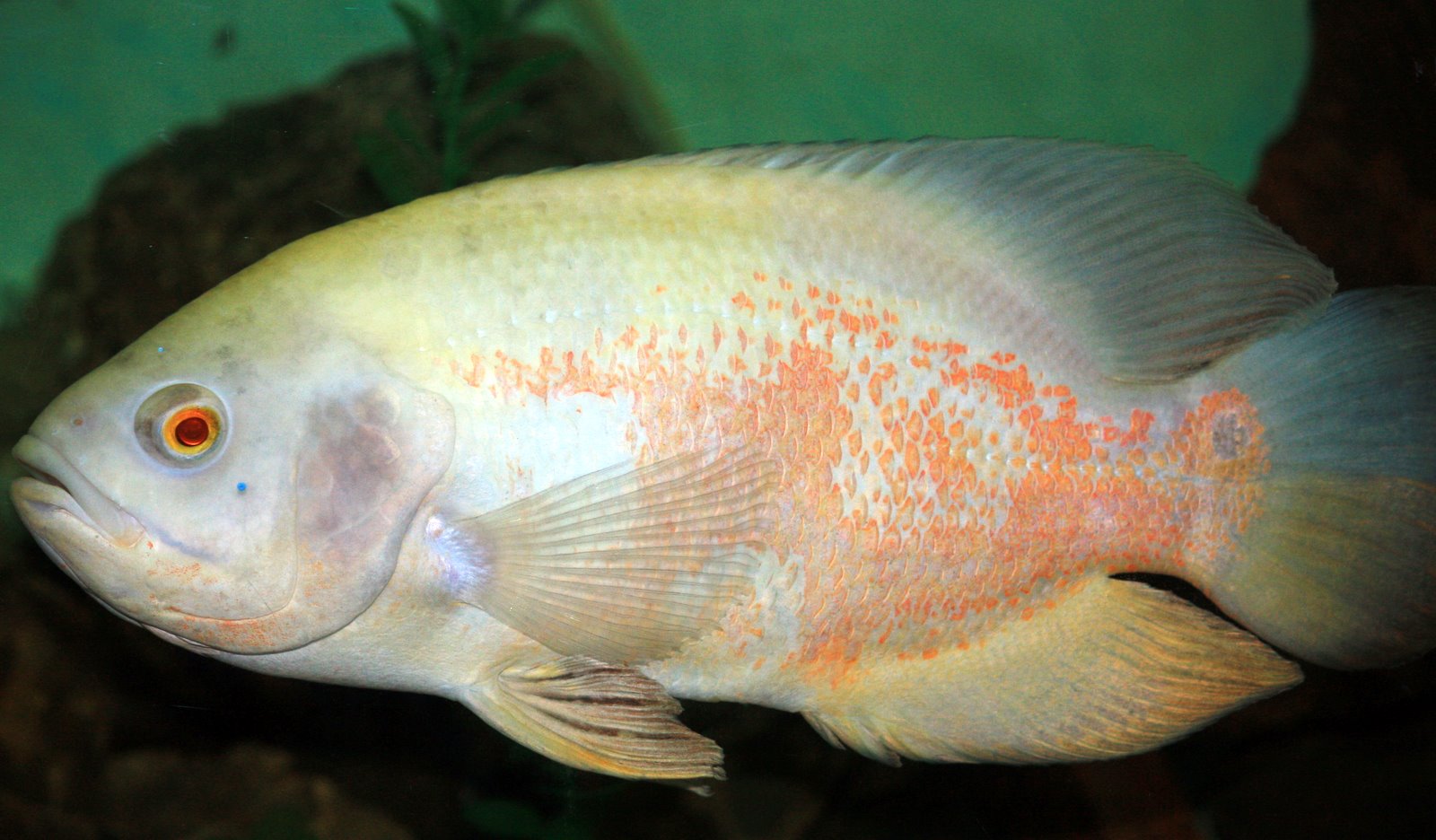 where is uncle walter some fish Azuay Ecuador 10-8-10