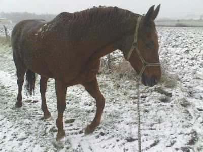 Potage aux pois cassés recettes legumes Le pois cassé