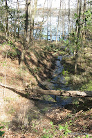 A steephead spring feeding a creek that flows into Lake Talquin.