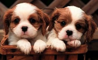[cute-puppies.jpg]