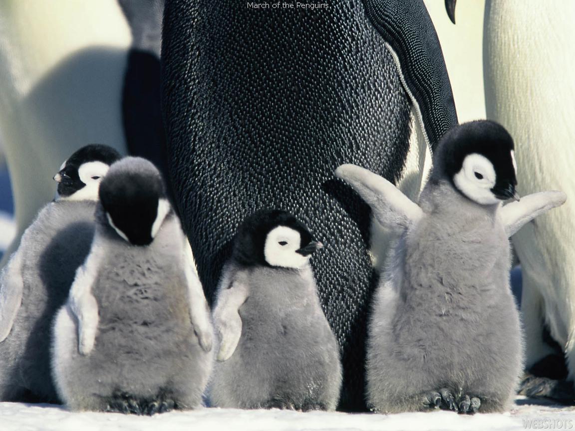 Il Mondo Degli Animali I Pinguini il-mondo-degli-animali-i-pinguini