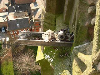 View of tower cam and the remains of a lapwing