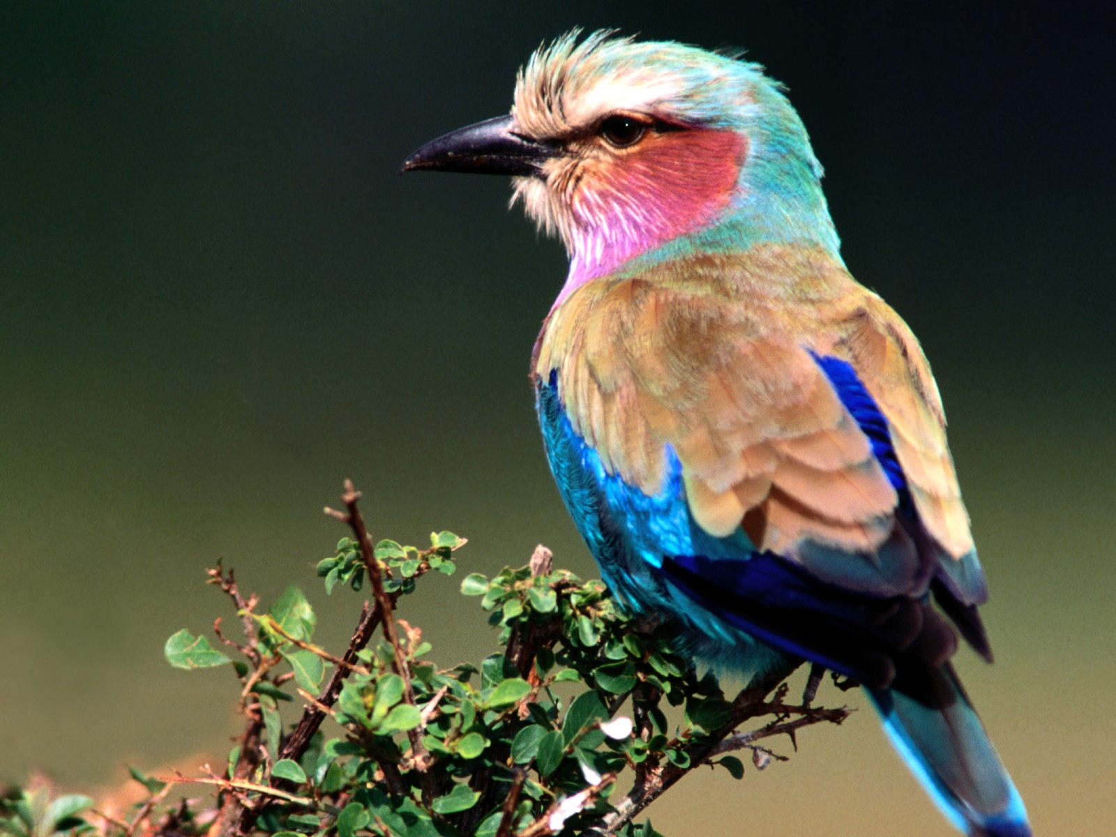 HD Flowrs Nature Birds Animals Cute Funny Wallpapers Desktop: beauty HD Flowrs Nature Birds Animals Cute Funny Wallpapers Desktop: beauty