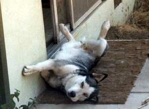 best invisible dog fence for huskies