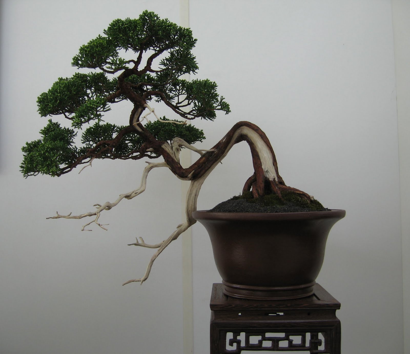 Bonsai das schönste Hobby der Welt: NORDRHEIN-WESTFÄLISCHE BONSAI-TAGE 2010